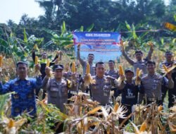 Dukung Program Strategis Nasional, Lantas Polres Bogor Panen Jagung Jilid 2
