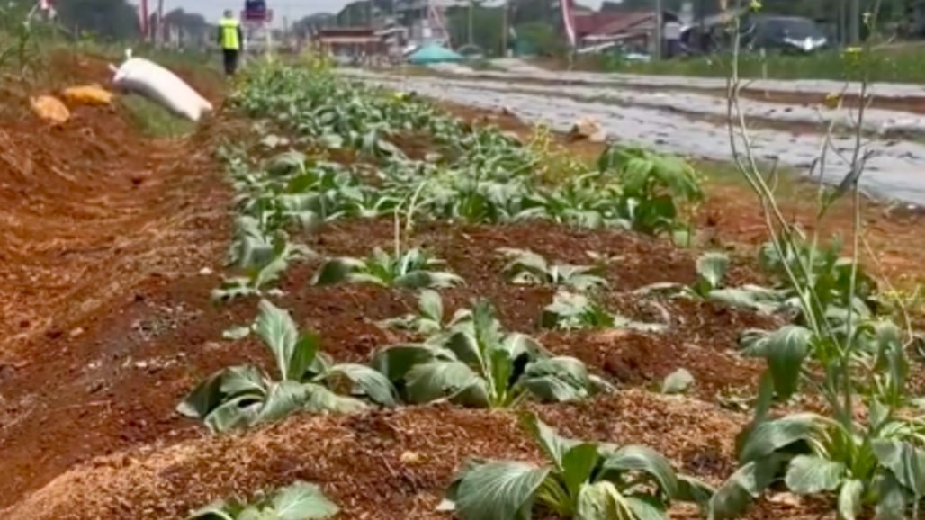 Kawasan pertanian terintegrasi di Jalan Bomang, Bogor sudah dua kali panen. 