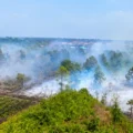 WALHI Kalimantan Barat menyoroti 51 perusahaan terkait indikasi hotspot karhutla