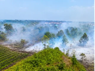 WALHI Kalimantan Barat menyoroti 51 perusahaan terkait indikasi hotspot karhutla