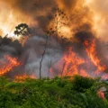 Karhutla membakar lebih dari 202 ribu hektare lahan di Indonesia sepanjang 2026