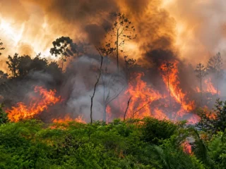 Karhutla membakar lebih dari 202 ribu hektare lahan di Indonesia sepanjang 2026