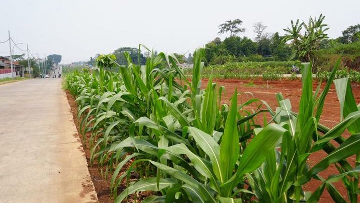 Penataan Lahan di Jalan Bomang Bogor Libatkan Banyak Dinas, Area 3 Sepanjang 1,3 Km Jadi Pekerjaan Terberat