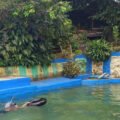 Warga Tenjolaya Sulap Empang Bekas Budidaya Ikan Jadi Wisata Kolam Renang