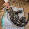 Video penemuan anak macan tutul bercorak totol hitam di kawasan Cibinong, Kabupaten Cianjur