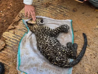 Anak macan tutul Jawa ditemukan kritis di Cibinong, Cianjur lalu mati
