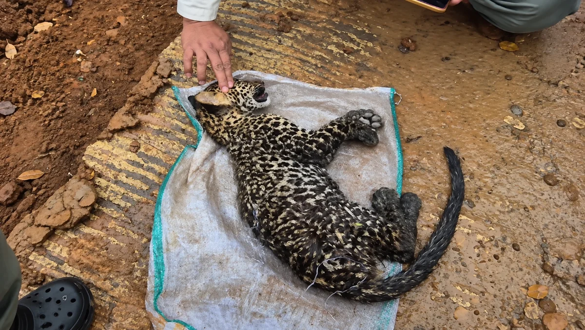 Video penemuan anak macan tutul bercorak totol hitam di kawasan Cibinong, Kabupaten Cianjur