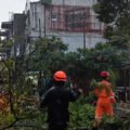Pohon Setinggi 10 Meter Tumbang Tutup Jalan Sawojajar Bogor, Lalu Lintas Dialihkan
