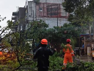 Pohon Setinggi 10 Meter Tumbang Tutup Jalan Sawojajar Bogor, Lalu Lintas Dialihkan