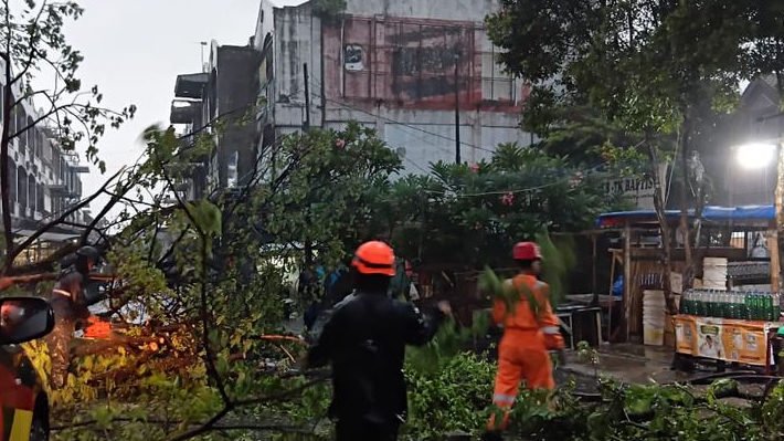 Pohon Setinggi 10 Meter Tumbang Tutup Jalan Sawojajar Bogor, Lalu Lintas Dialihkan