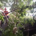 Pohon Randu Tumbang Timpa Kafe di Jalan Malabar Bogor, Satu Motor Rusak
