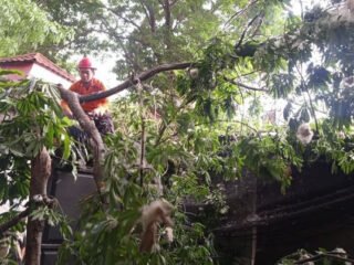 Pohon Randu Tumbang Timpa Kafe di Jalan Malabar Bogor, Satu Motor Rusak