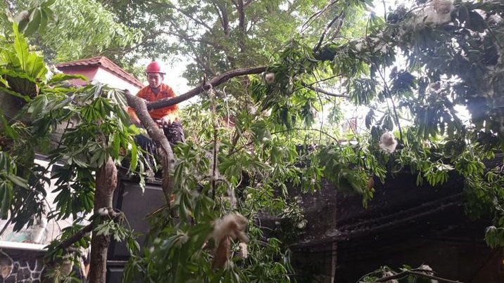 Pohon Randu Tumbang Timpa Kafe di Jalan Malabar Bogor, Satu Motor Rusak