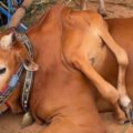 Unik! Sapi Berkaki Enam Juara Kontes Piala Presiden di Bogor