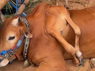 Unik! Sapi Berkaki Enam Juara Kontes Piala Presiden di Bogor