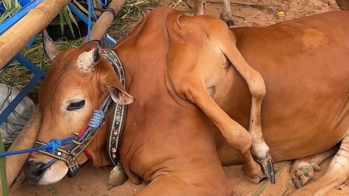 Unik! Sapi Berkaki Enam Juara Kontes Piala Presiden di Bogor