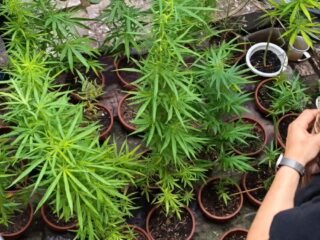 Tanam 27 Pohon Ganja di Rooftop Rumah, Pria 55 Tahun di Bandung Ditangkap Polisi
