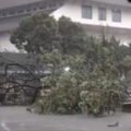 Hujan Deras Guyur Bogor, Pohon Tumbang di Sawo Jajar dan Genangan Mulai Ganggu Arus Lalu Lintas