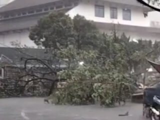 Hujan Deras Guyur Bogor, Pohon Tumbang di Sawo Jajar dan Genangan Mulai Ganggu Arus Lalu Lintas