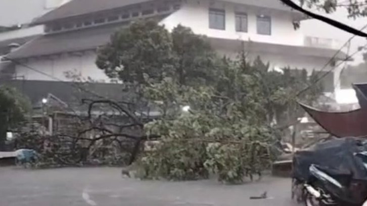 Hujan Deras Guyur Bogor, Pohon Tumbang di Sawo Jajar dan Genangan Mulai Ganggu Arus Lalu Lintas